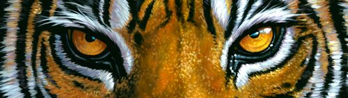 Close up of a tiger's eyes